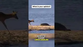 Heroic Hippo Saves Impala from Crocodile Attack 🦛🐊 #hippo #crocodile