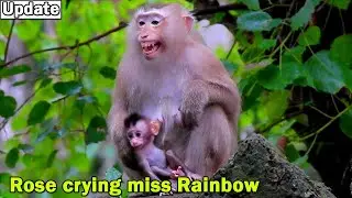 Pity monkey Rose miss her baby Rainbow till strong shout crying with hug Brady during waiting time