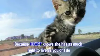 Monkey the miracle kitten rescue
