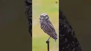 Burrowing Owl | Canon R5 + RF 100-500mm, Handheld