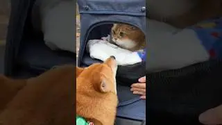 Cat Meets Dog at Park 🥰You Won&rsquo;t Expect This #shorts #cat #viral