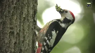 Middelste bonte specht (middle spotted woodpecker) voeren jongen 20170513 UHD / 4K Natuurkanaal