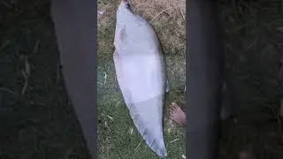 monster river fish caught #bigfish #funny #familyactivities #titanic #funkid #animal #hilsa #monkey
