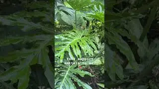 #homeplants #foryou #garden #tropicalparadise #nivetadhingramusic #shorts