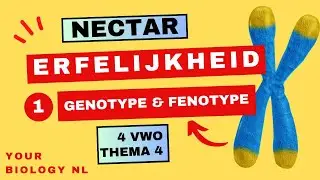 4 vwo | Erfelijkheid | 1 | Genotype en fenotype