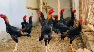 Handsome roosters o shamo.