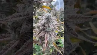 Final Hours Before Harvest/ Wedding Cake Auto day 86 / Resin Power