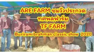 ARE FARM ชมวัวประกวดทศพลฟาร์ม TF FARM งานมหกรรม Buriram brahman classic show 2020