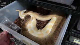 NEW Ball Python Breeding In 2026!