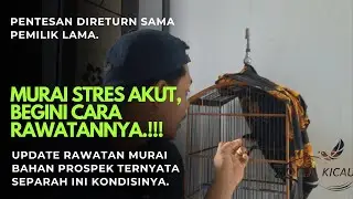CARA PERAWATAN MURAI BATU BAHAN GIRAS & GACOR MACET STREES AKUT, DIJAMIN MANJUR.!!!