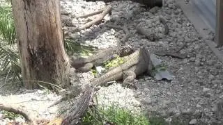 Cuban Iguana
