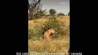 big cats 2025aug25 vancouver bc canada