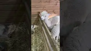 Royal Adelaide Show 2023