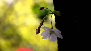 山麓苑　P1160712.MOV