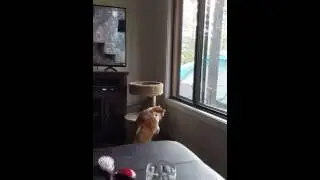 Landfill... Fat cat trying to climb cat post l