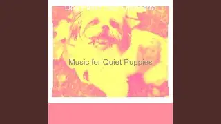 Exquisite Moods for Keeping Dogs Relaxed