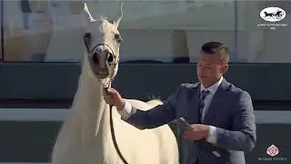 N248 GHAZALA AL SHAJER - Kuwait Egyptian Event 2022 - Mares 7+ Years Old (Class 8)