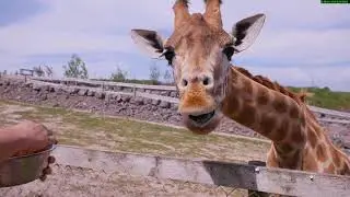 Dalton in furness Tourist information video