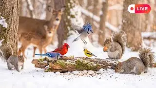 🔴 24/7 LIVE Snowfall Bird Feeder ❄️ Quiet Winter Action | Cardinals, Jays & Squirrels, Sleep