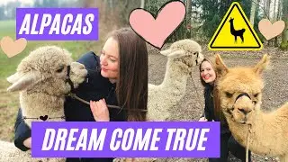 Alpaca trekking - the cutest and funniest animals alpacas!🦙Taking a 4 hour walk in Bern, Switzerland