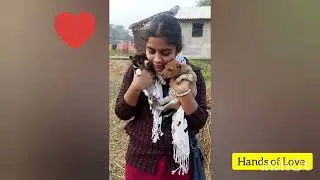 stray dog feeding program 🥰