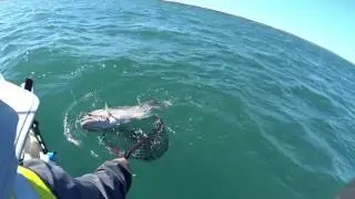 dhuie release