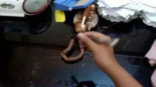 video MX3737 voi Rose mod in VNPSB