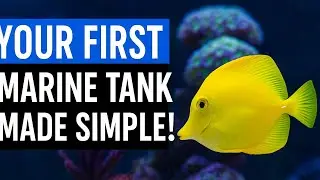 Beginner's Guide to Marine Fish Aquarium | Step-by-Step Saltwater Tank Setup