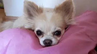 Saturday nap. Two little, cute dogs Max and Lucky are resting :-)! Our dog loves.