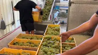 How We Make Chardonnay | Upper Reach Winery | Swan Valley Winemaking