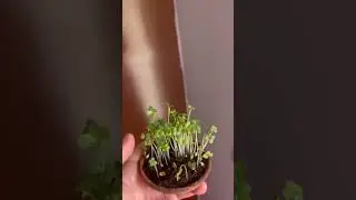 Go green