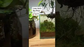 Low-tech, No-Filter Nano Jar Aquarium. ❤️🌱🦐🐟 #shorts