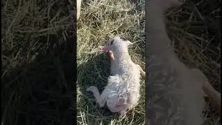 Welcoming a Little White Goat to the World