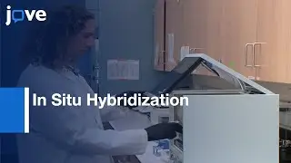 In Situ Hybridization of Paraffin-Embedded Adult Coral Samples | Protocol Preview