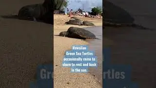 Hawaiian Green Sea Turtles at Poipu beach.