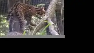 OCELOT Home Improvements - Big Cat TV