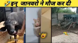 funny moments caught on camera|funny animal videos|Funniest Animal Fails Videos|funny animals