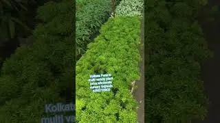 Kolkata Pune ki  multi variety plant All lndian service price wholesale nursery Gajraula #plants --