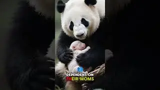 Top 5 Facts about Panda #shorts #animals #facts