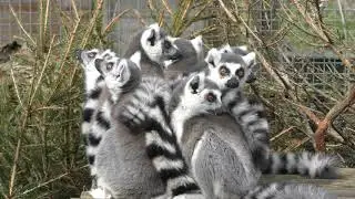 Ring-tailed Lemurs, Axe Valley Wildlife Park (9th March 2019)