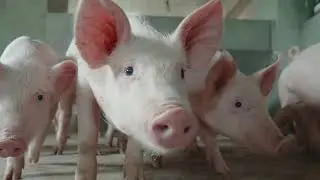 Five Fun Facts about Pigs 🐷🐖 #animalfacts #wildlife #pig