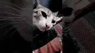 my white cat  laughing #short