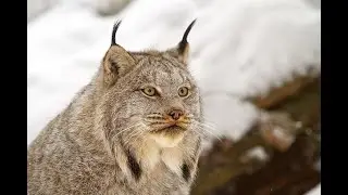 December 17, 2025 Lynx