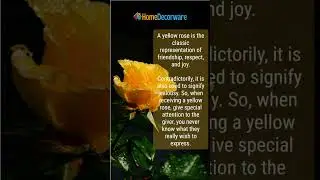 Rose Color Meanings and Symbolism