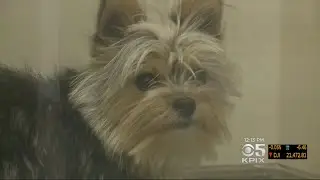 Animal Shelters Seek To Reunite Runaway Dogs With Owners After July 4