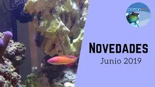 💪 NOVEDADES 💦 ACUARIO MARINO💦 JUNIO 2019 || OceanMon