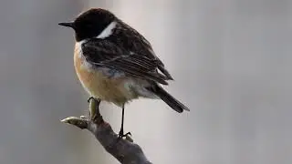 stonechat&nbsp;or&nbsp;common stonechat&nbsp;(Saxicola torquatus) flycatcher&nbsp;family (Muscicapidae)