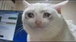 Sad cat dies in end game
