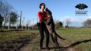 Cimarron Uruguayo dancing - DUNCAN Cerberus Illusion