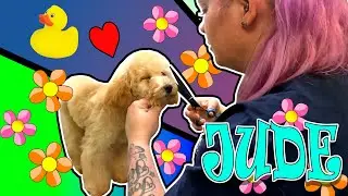 Purebred Toy Poodle Groom full video very good boy